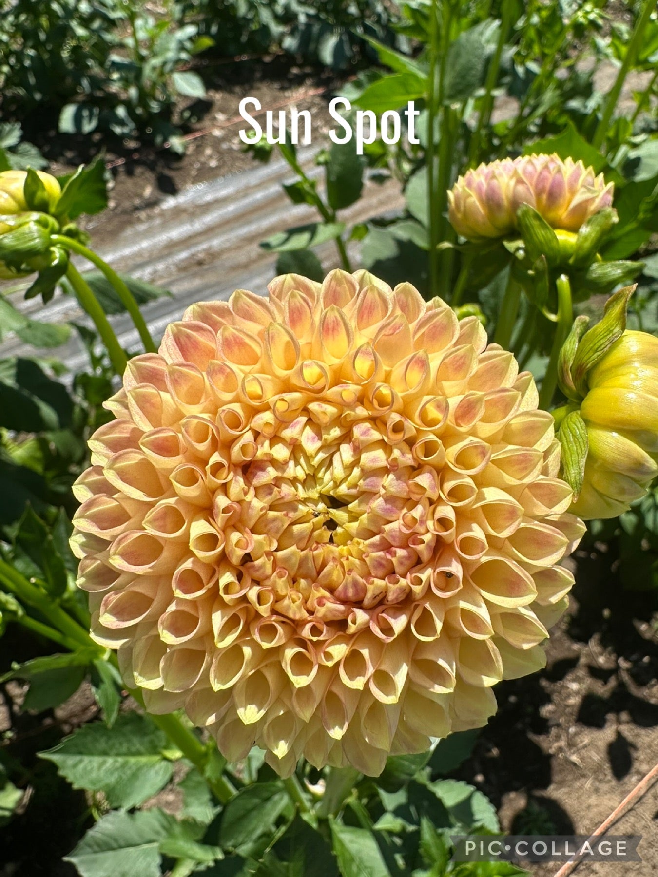 Sunspot Dahlia Tuber