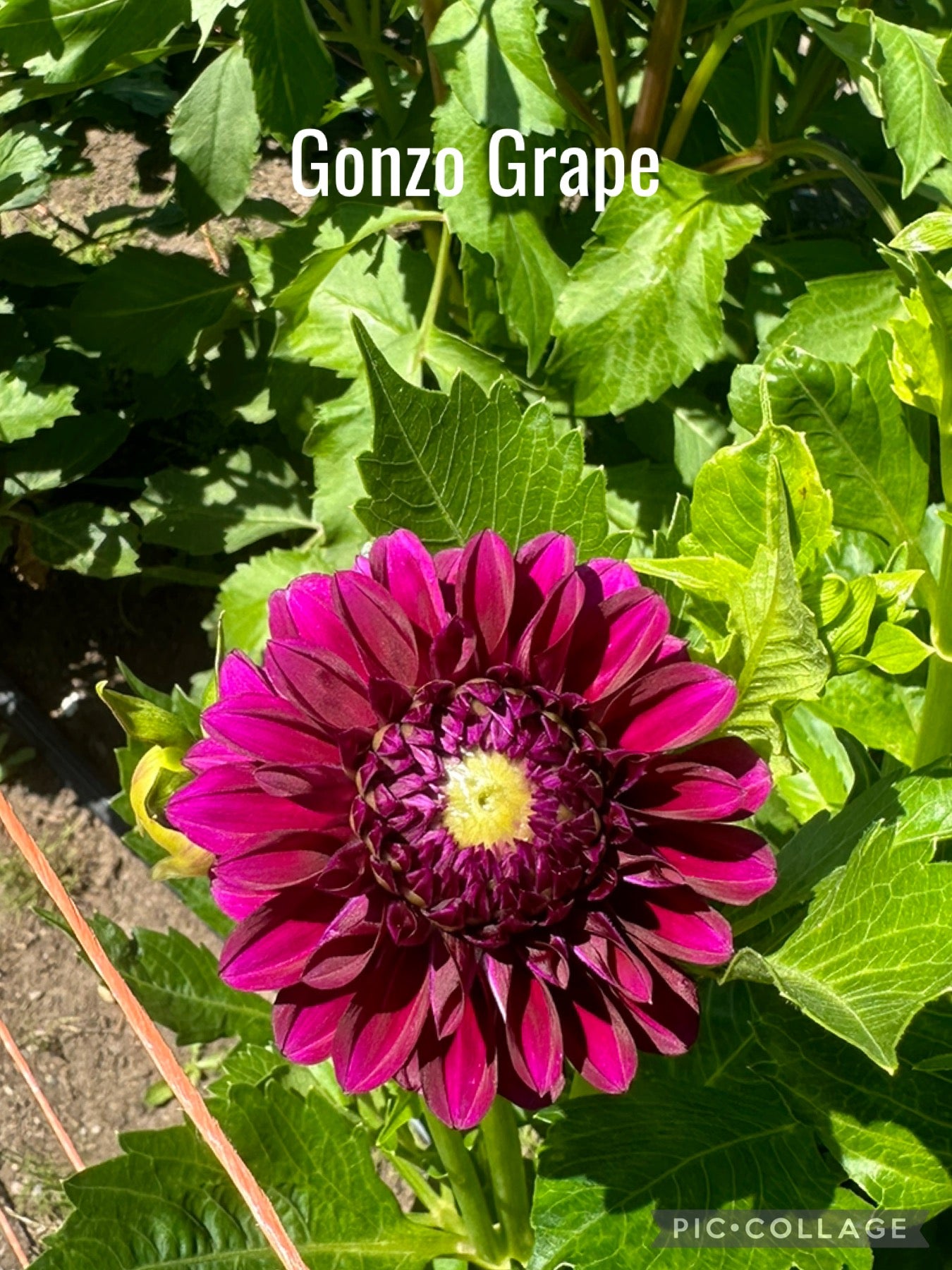 Gonzo Grape Dahlia Tuber
