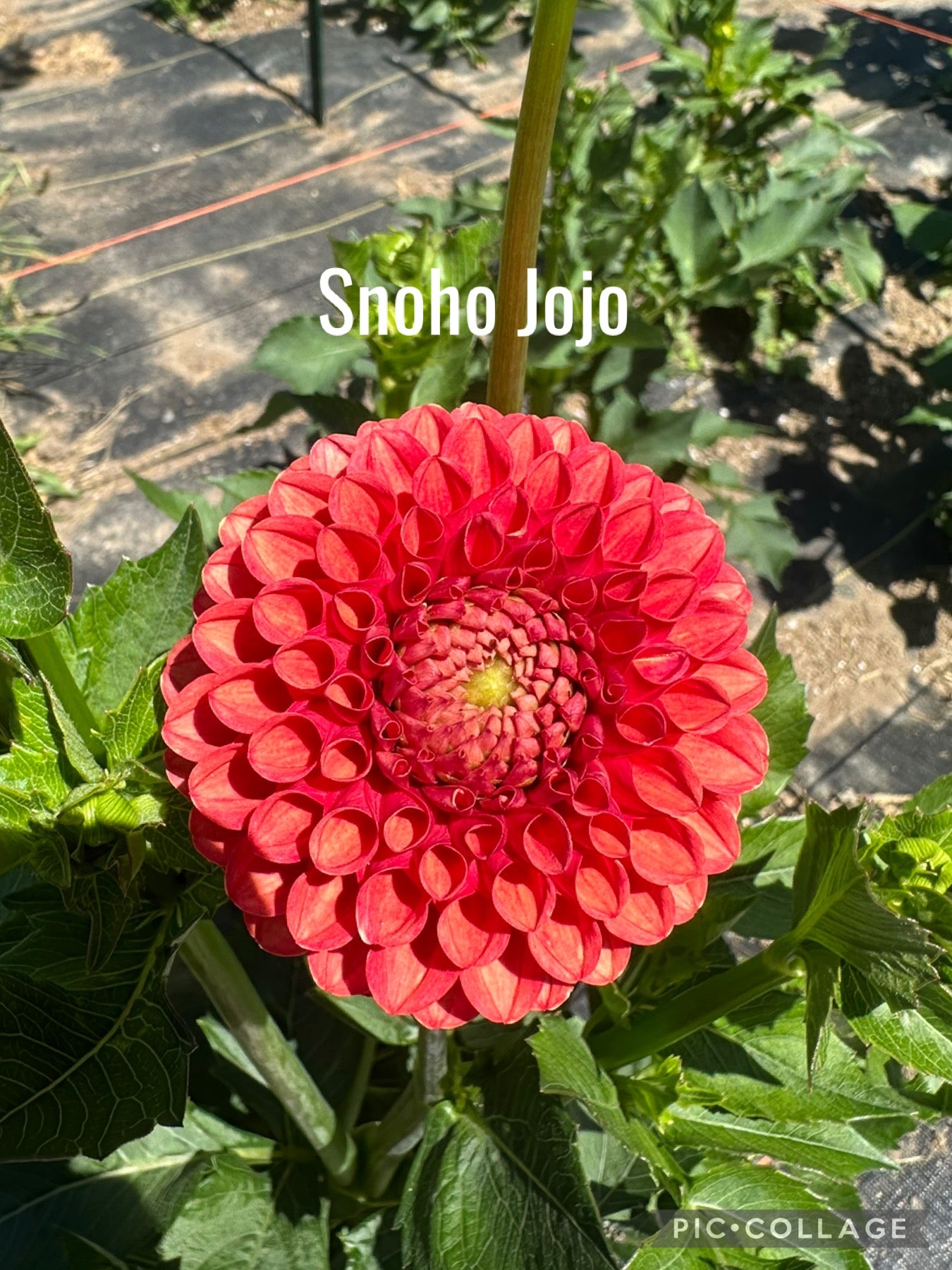 Snoho Jojo Dahlia Tuber