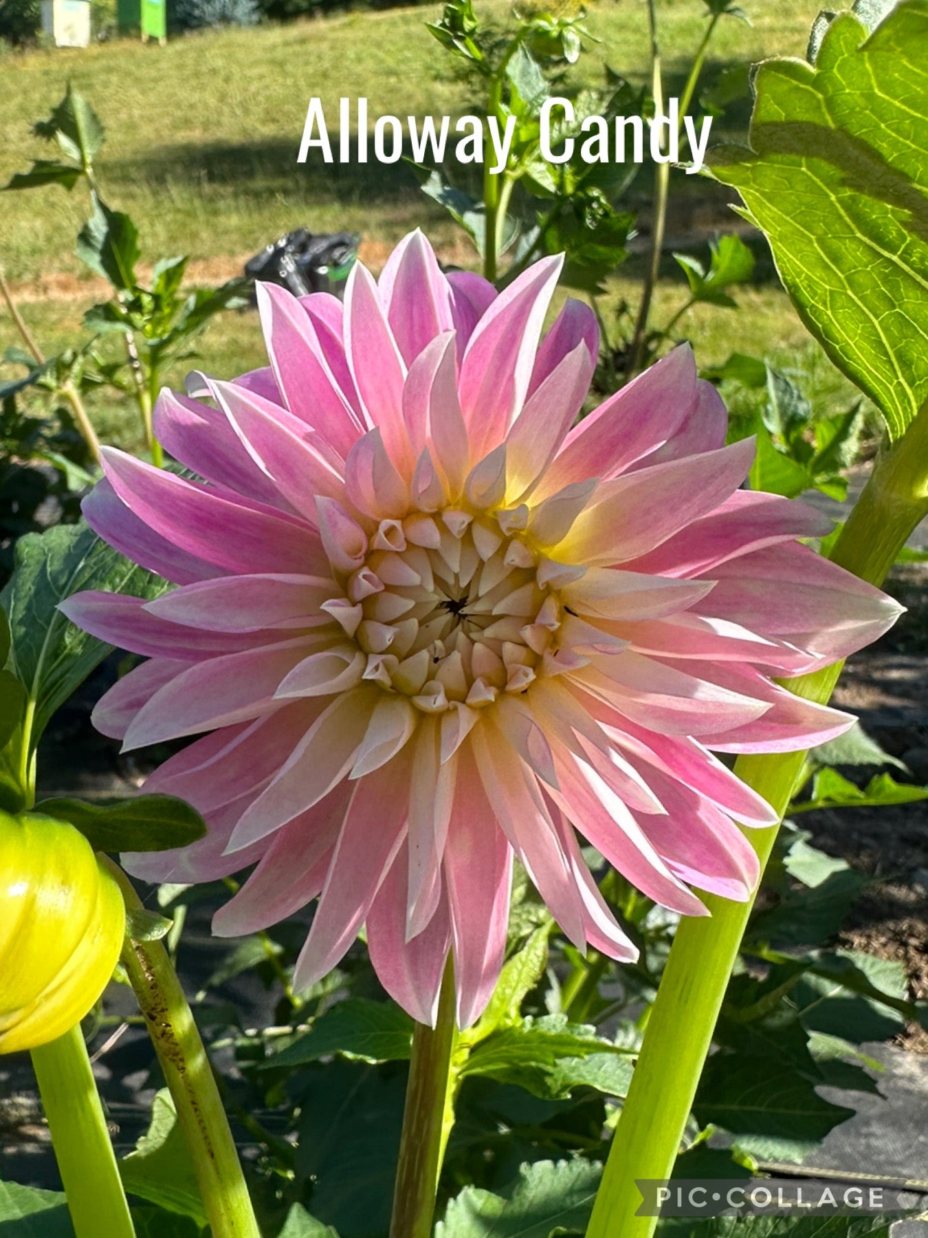 Alloway Candy Dahlia Tuber