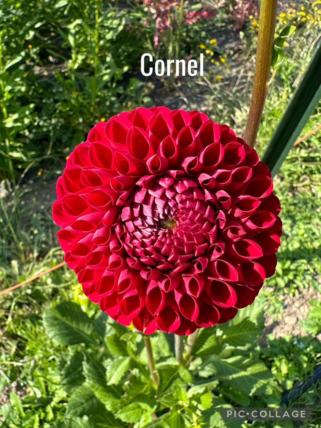 Cornel Dahlia Tuber