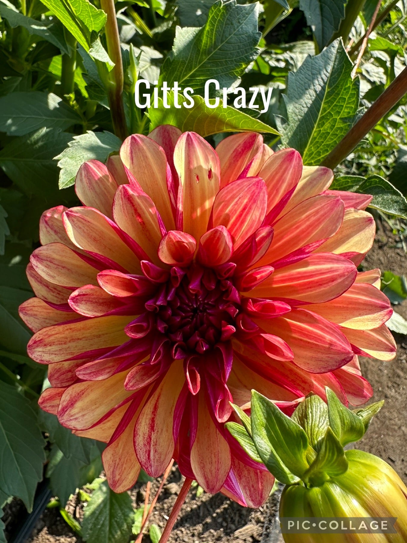 Gitts Crazy Dahlia Tuber