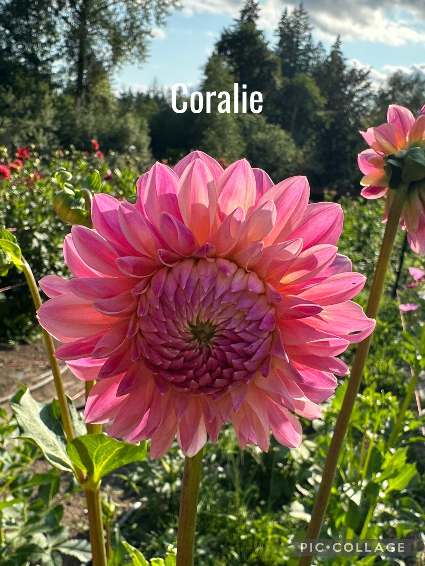 Coralie Dahlia Tuber