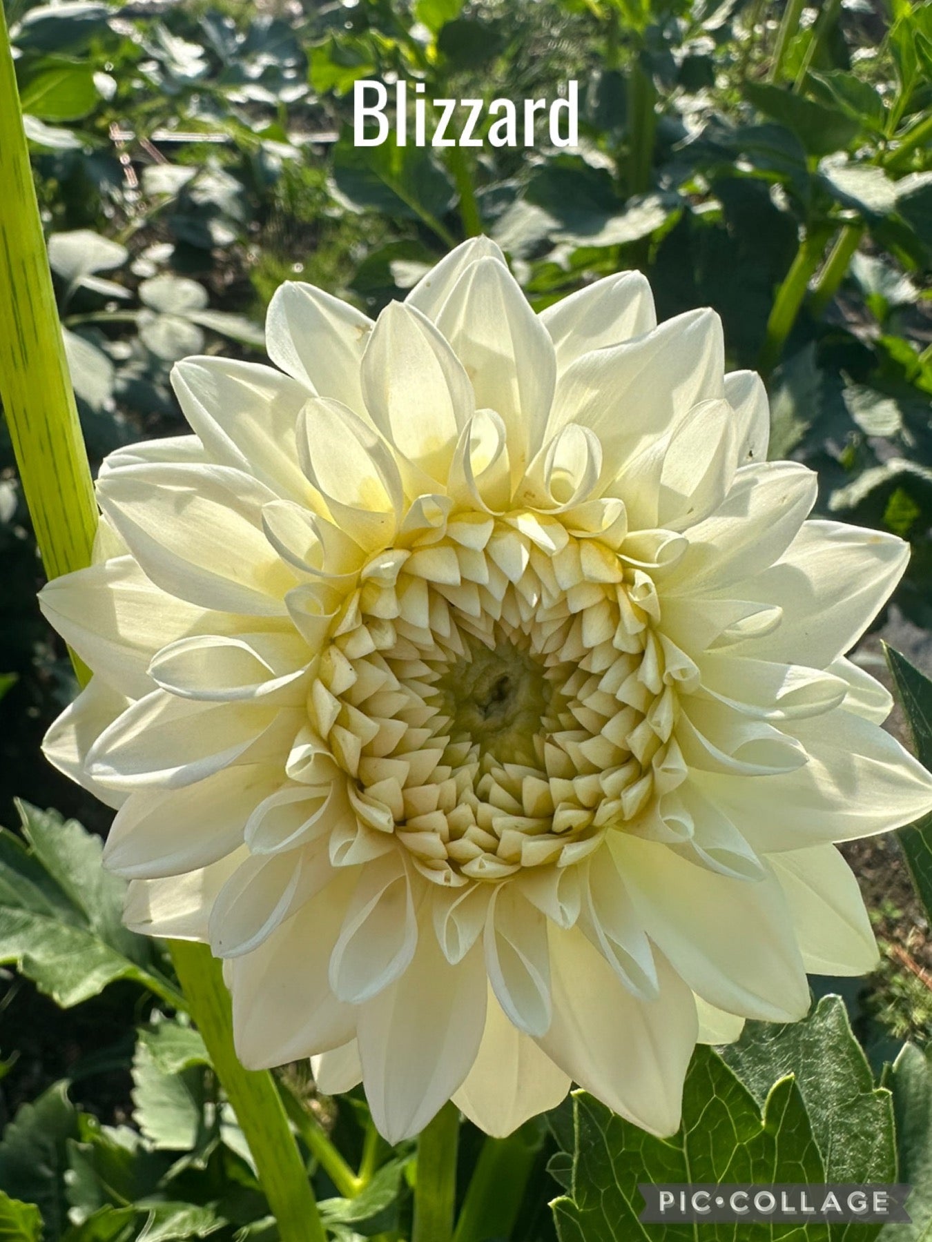 Blizzard Dahlia Tuber