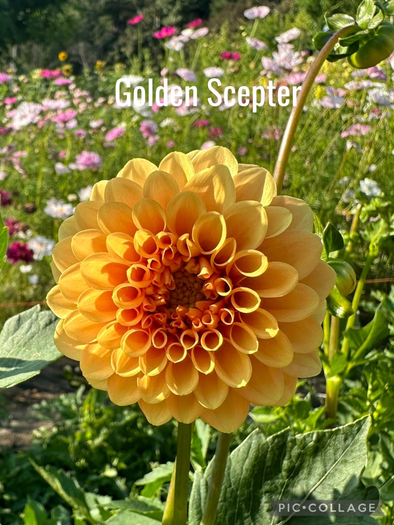 Golden Scepter Dahlia Tub