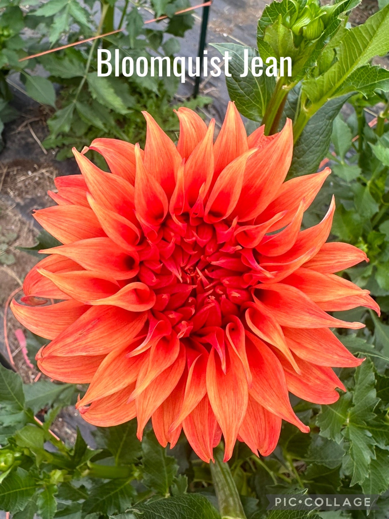 Bloomquist Jean Dahlia Tuber