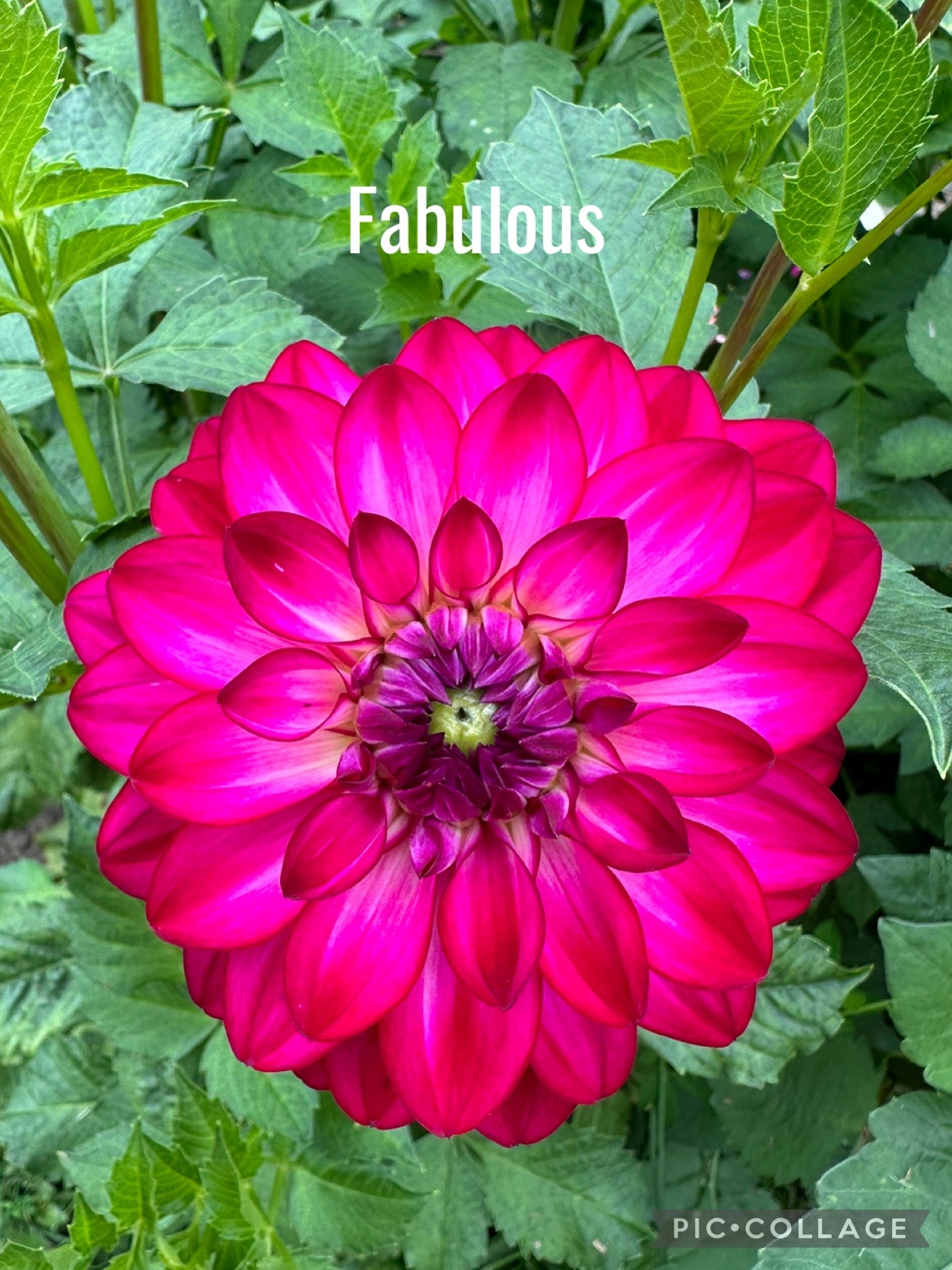 Fabulous (Pink) Dahlia Tuber