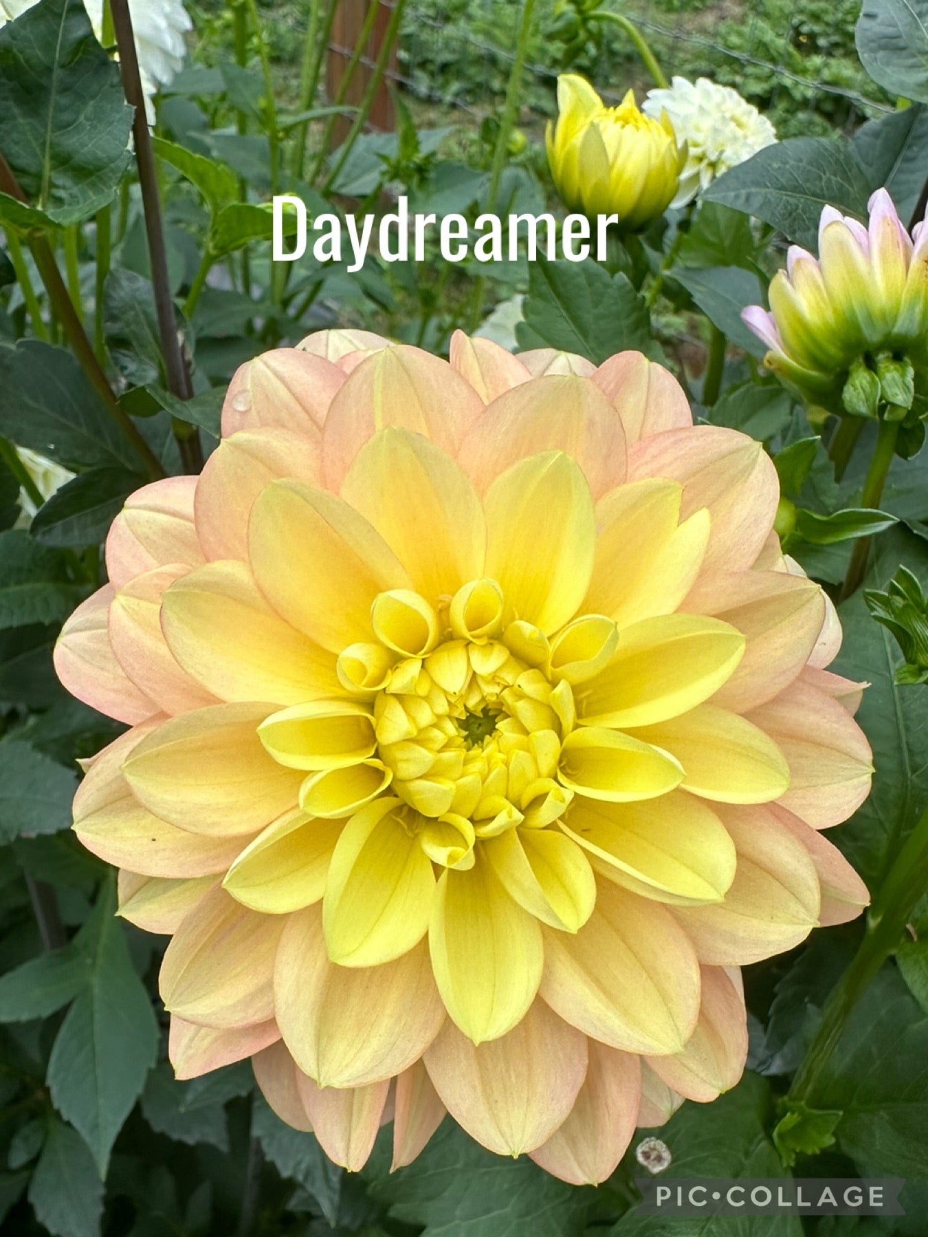 Day Dreamer Dahila Tuber