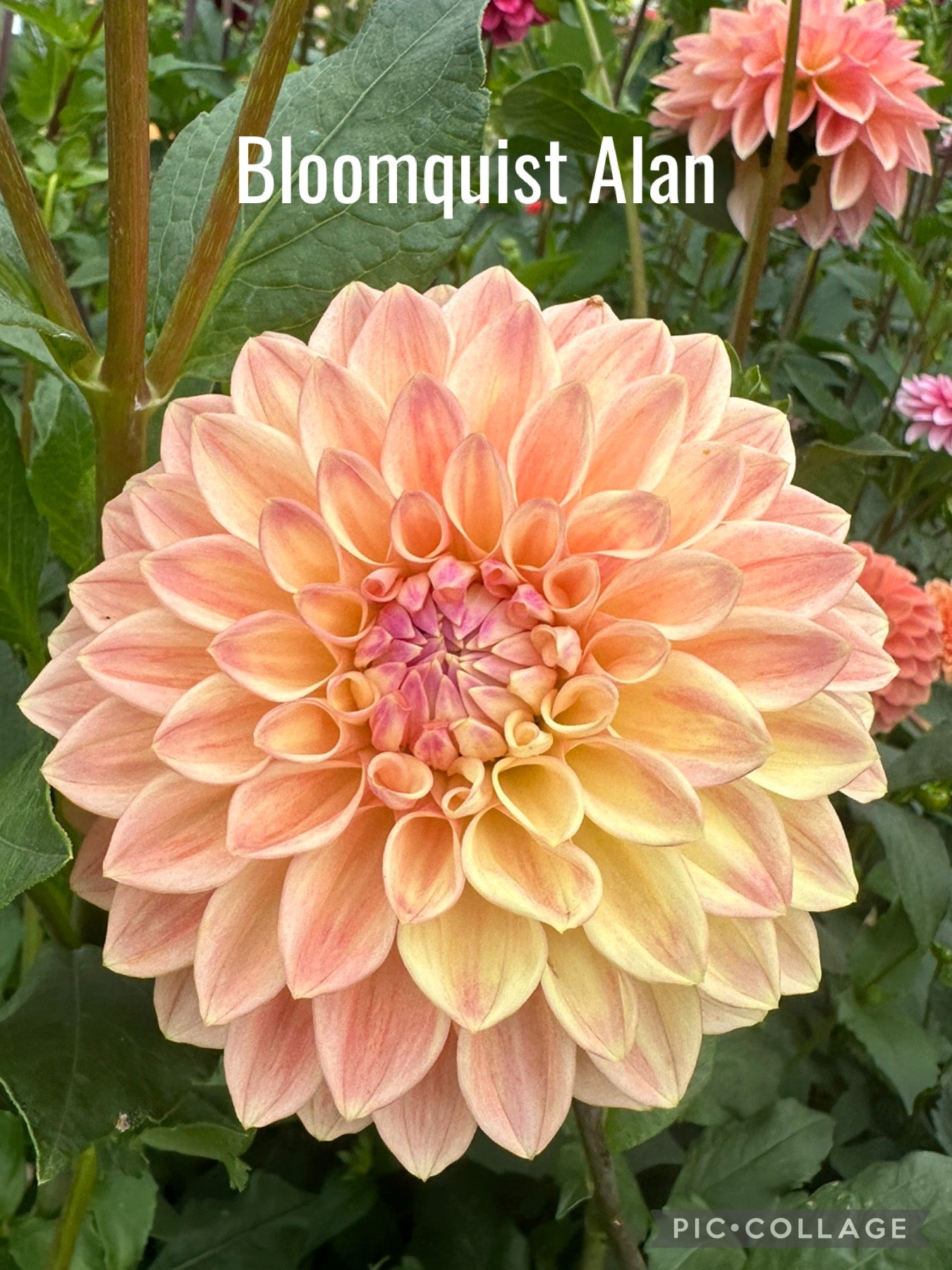 Bloomquist Alan Dahlia Tuber