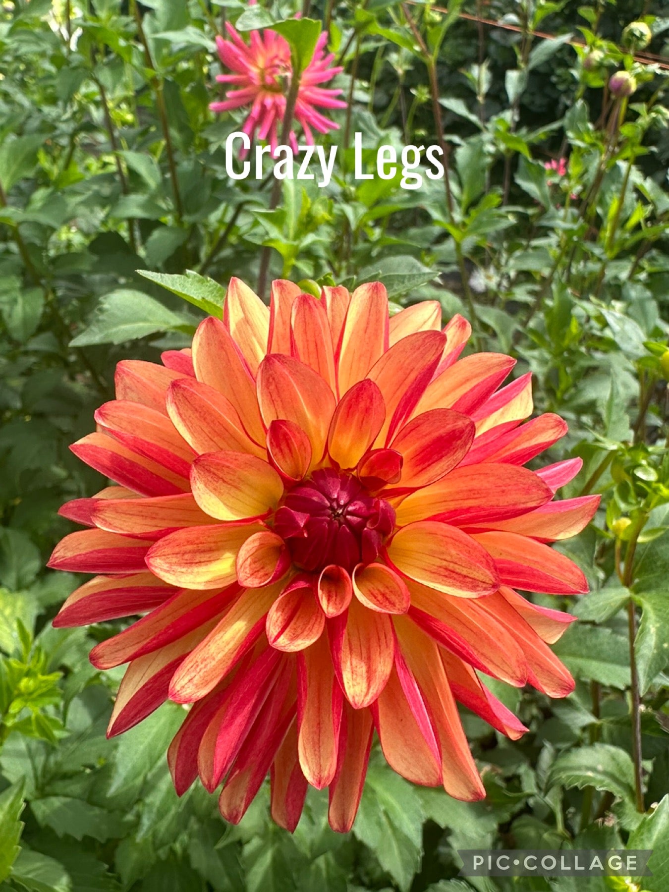 Crazy Legs Dahlia Tuber
