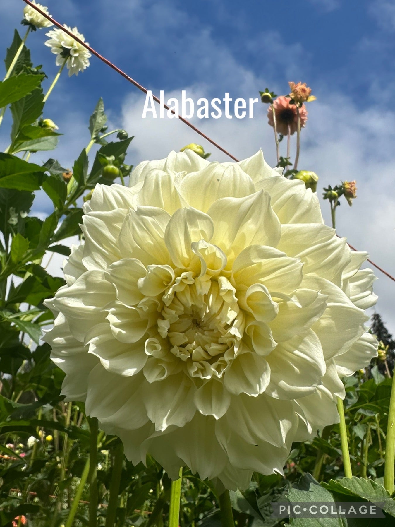 Alabaster Dahlia Tuber
