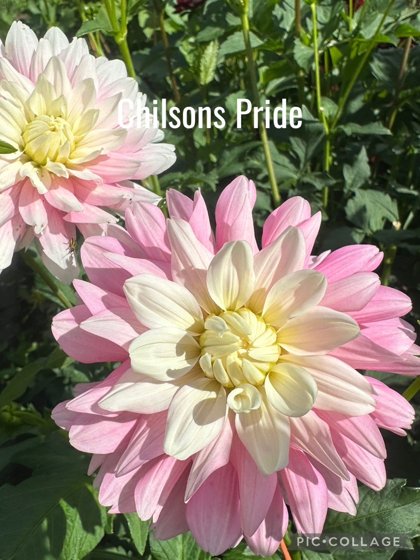 Chilson's Pride Dahlia Tuber