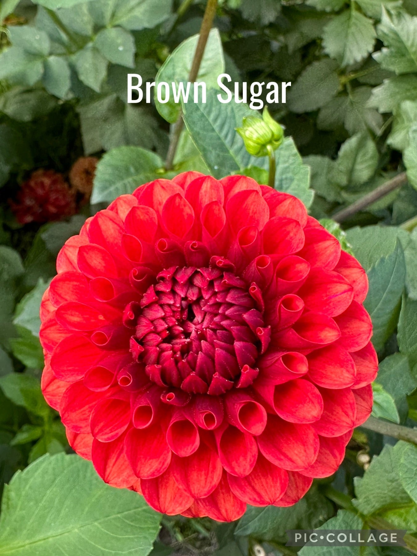 Brown Sugar Dahlia Tuber
