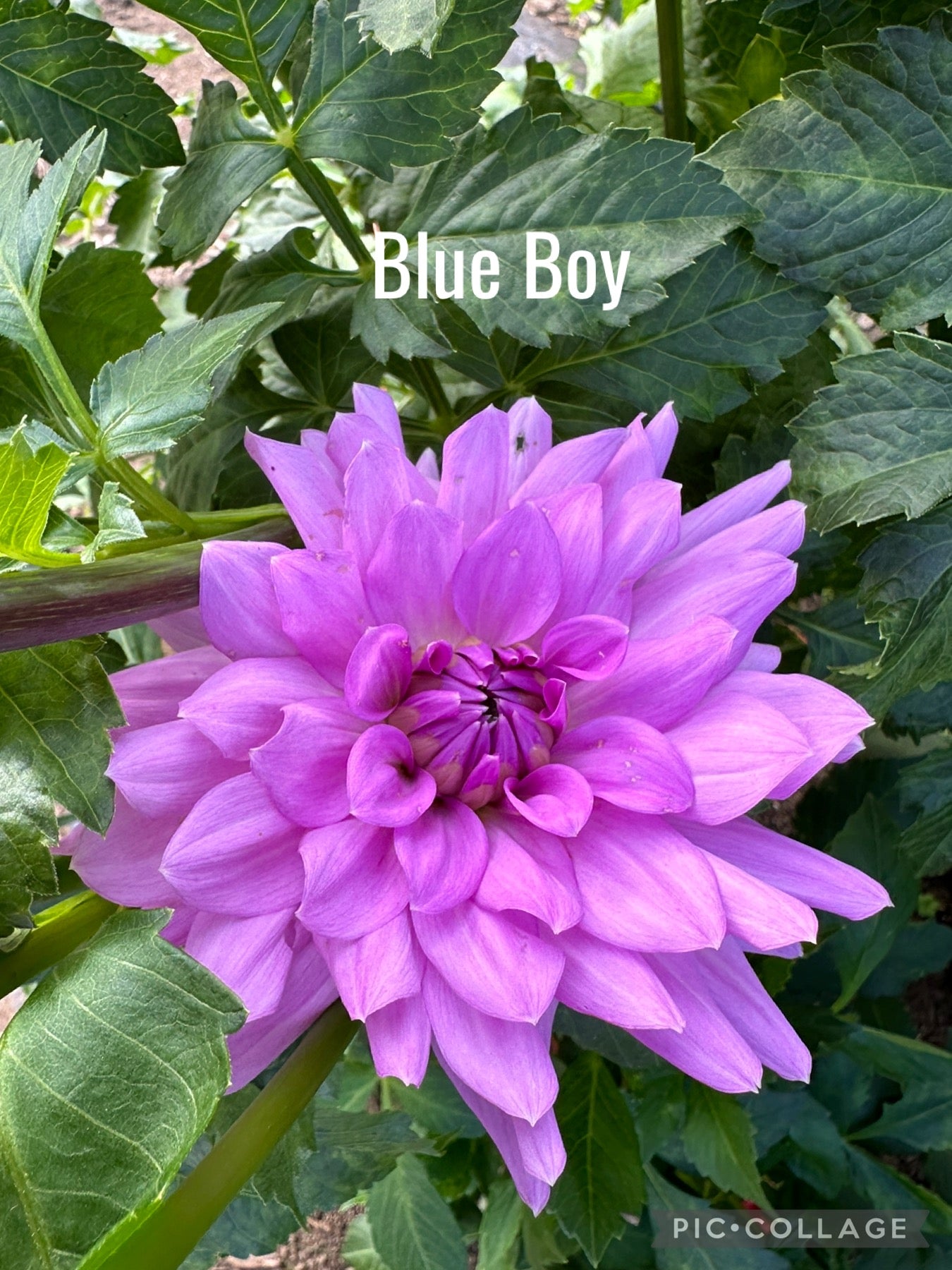 Blue Boy Dahlia Tuber