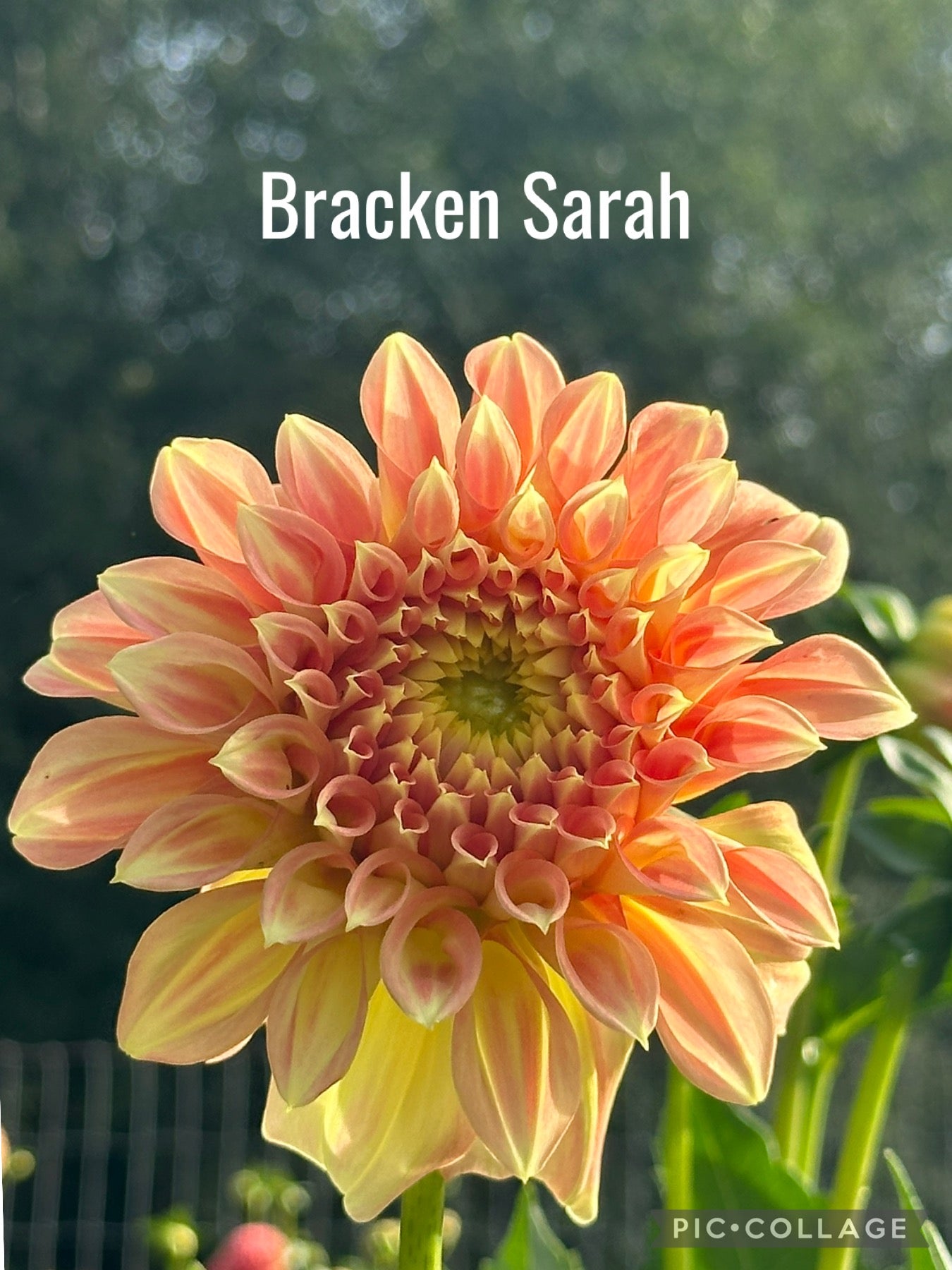 Bracken Sarah Dahlia Tuber