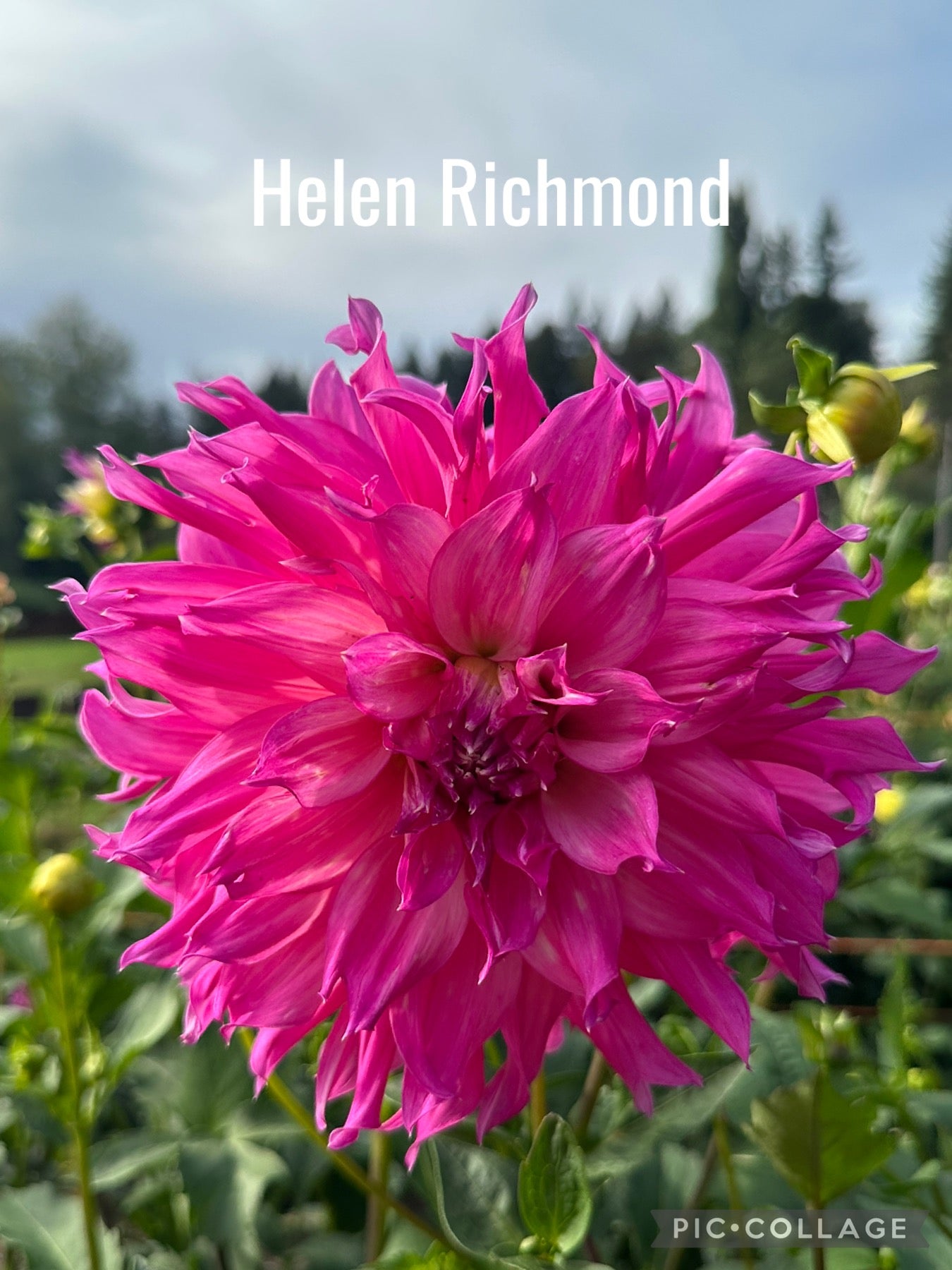 Helen Richmond Dahlia Tuber