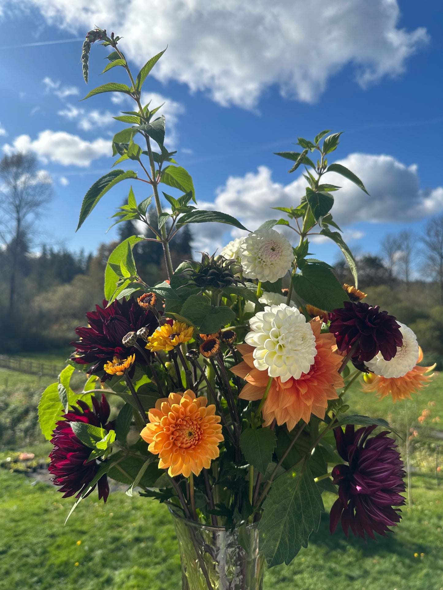 Extra Large Bellagios Backyard Farm Special Flowers Delivered Same Day