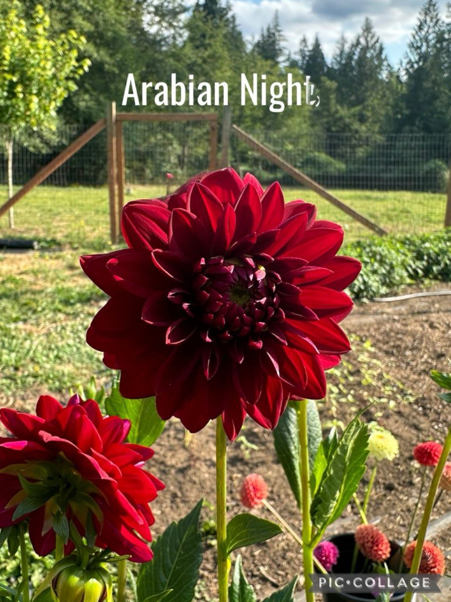 Arabian Night Dahlia Tuber