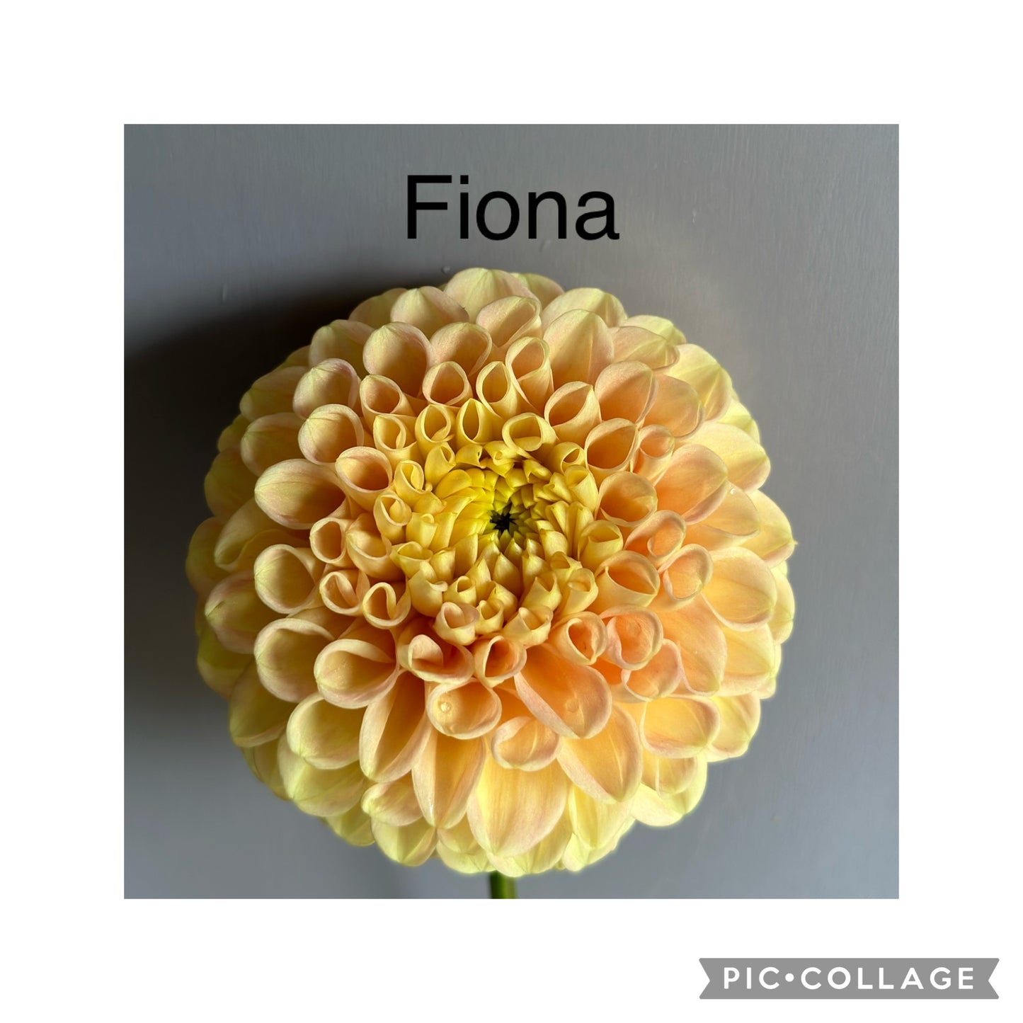 Fiona Dahlia Tuber