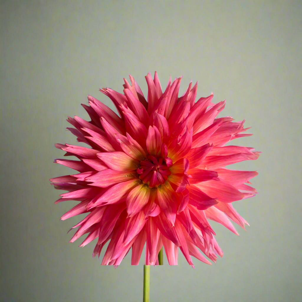 Brookside Cheri Dahlia Tuber