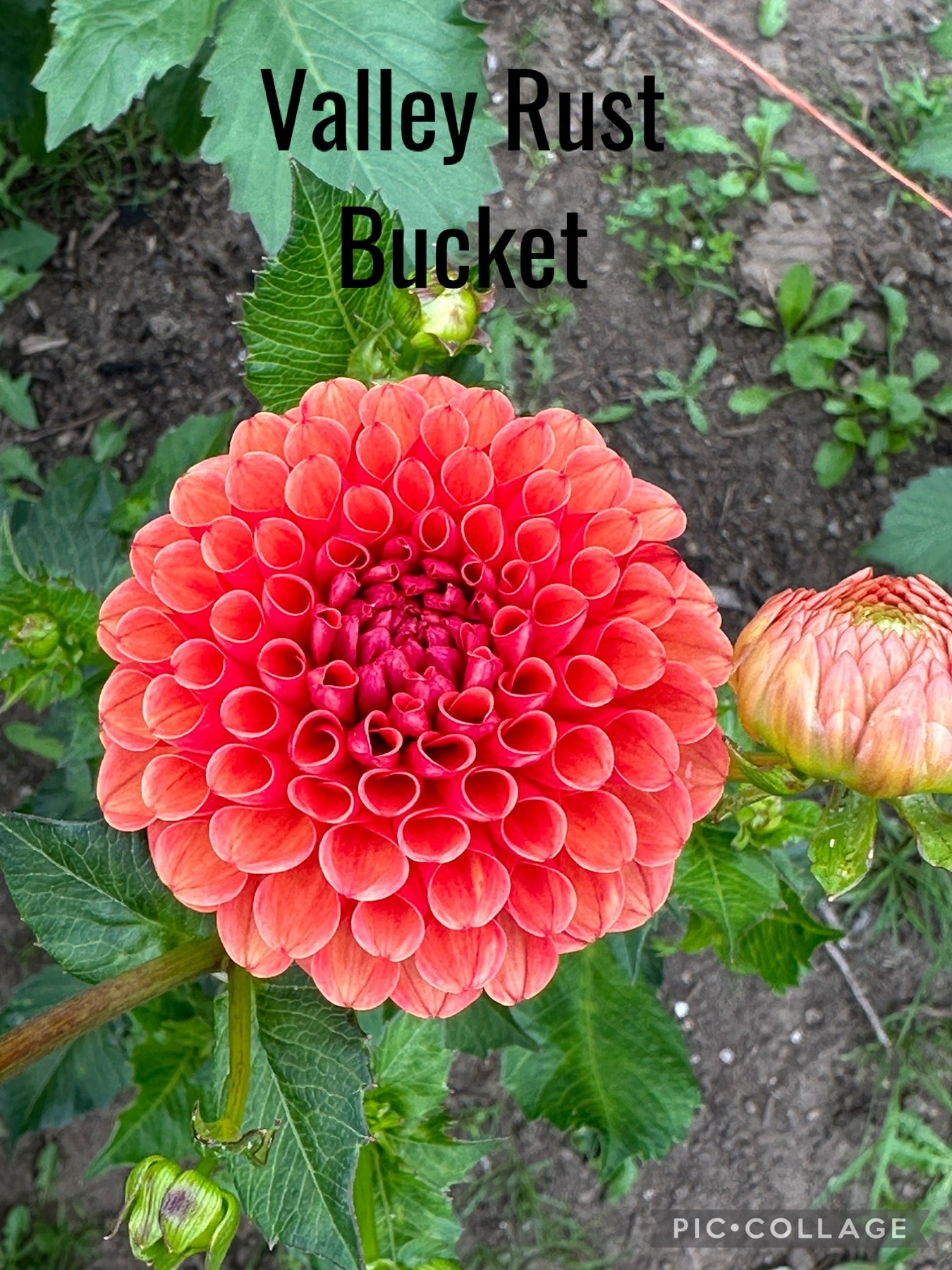 Valley Rust Bucket Dahlia Tuber