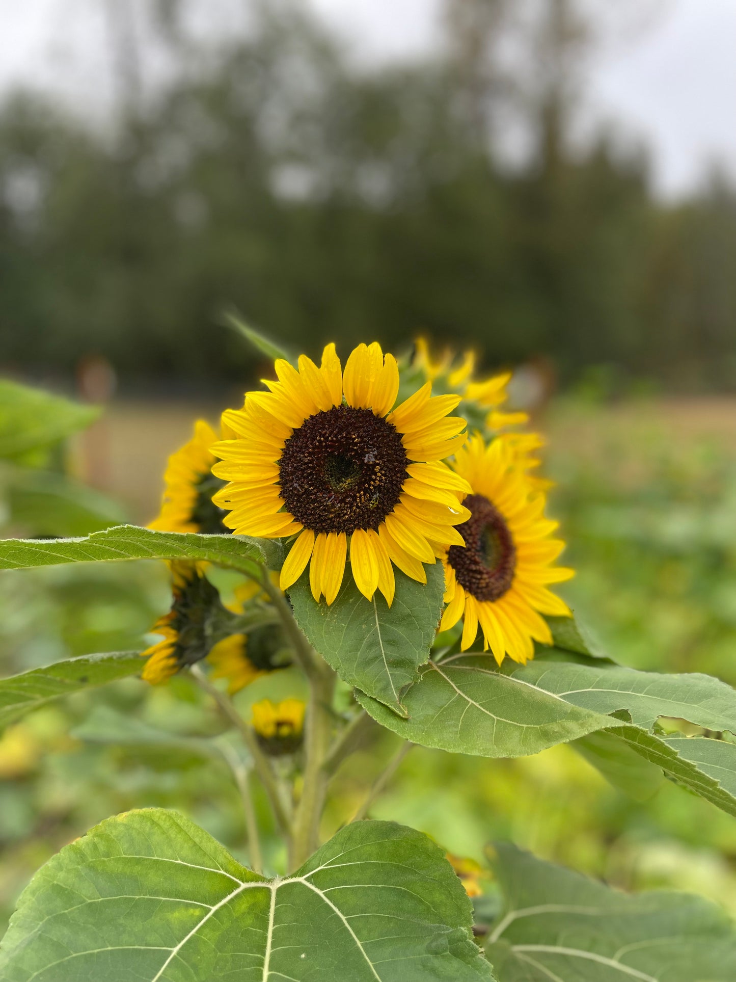 Sunflower Bunch Big Blooms
