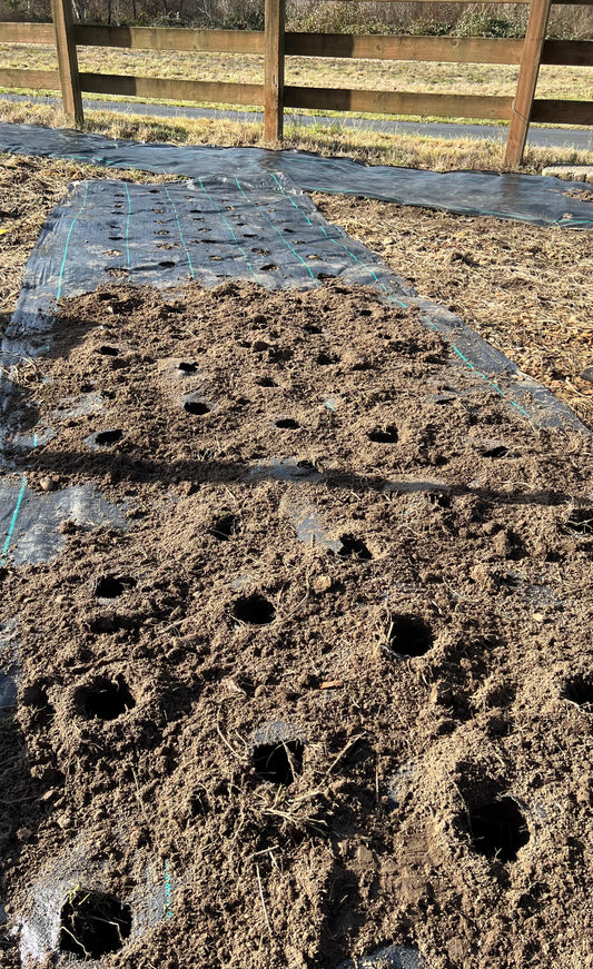 Playing in the Dirt in the Winter Brings Fresh Blooms in the Spring and Summer