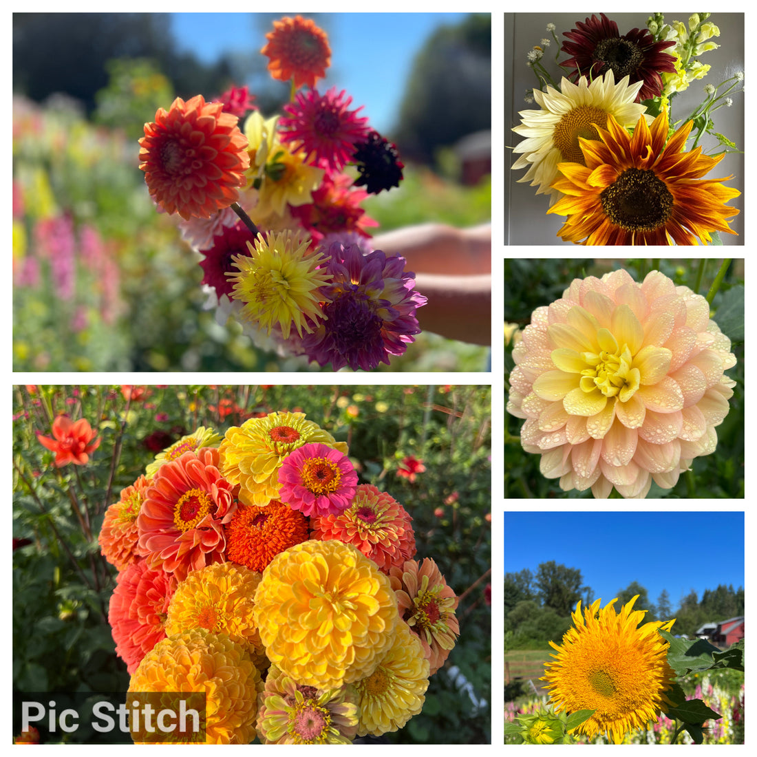 Local Flowers are Just Better :)  Some of my favorite flowers grown right here in Issaquah.