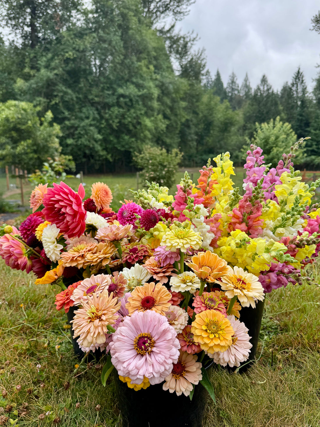 Your Flowers Shouldn't Need a Passport, Bellagios Backyard Farm