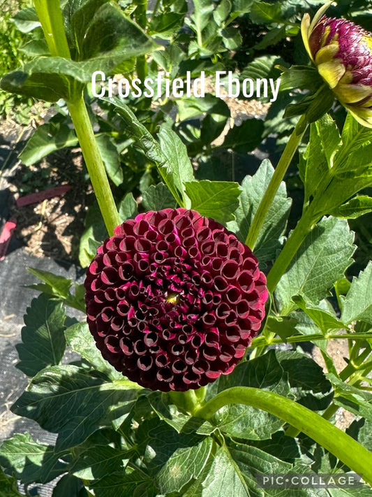 Crossfield Ebony Dahlia Tuber