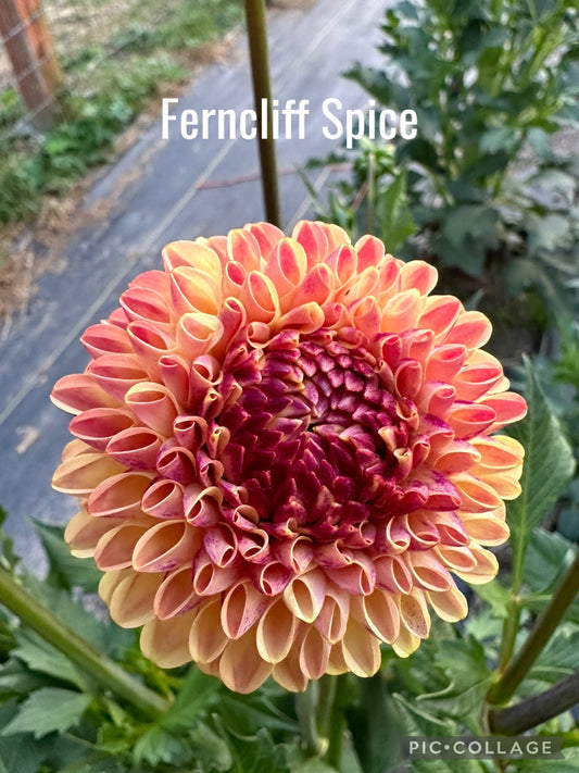 Ferncliff Spice Dahlia Tuber