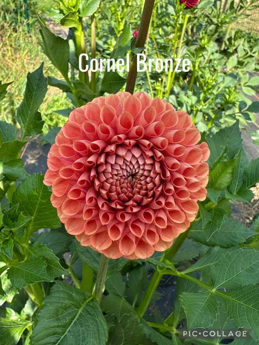 Cornel Bronze Dahlia Tuber