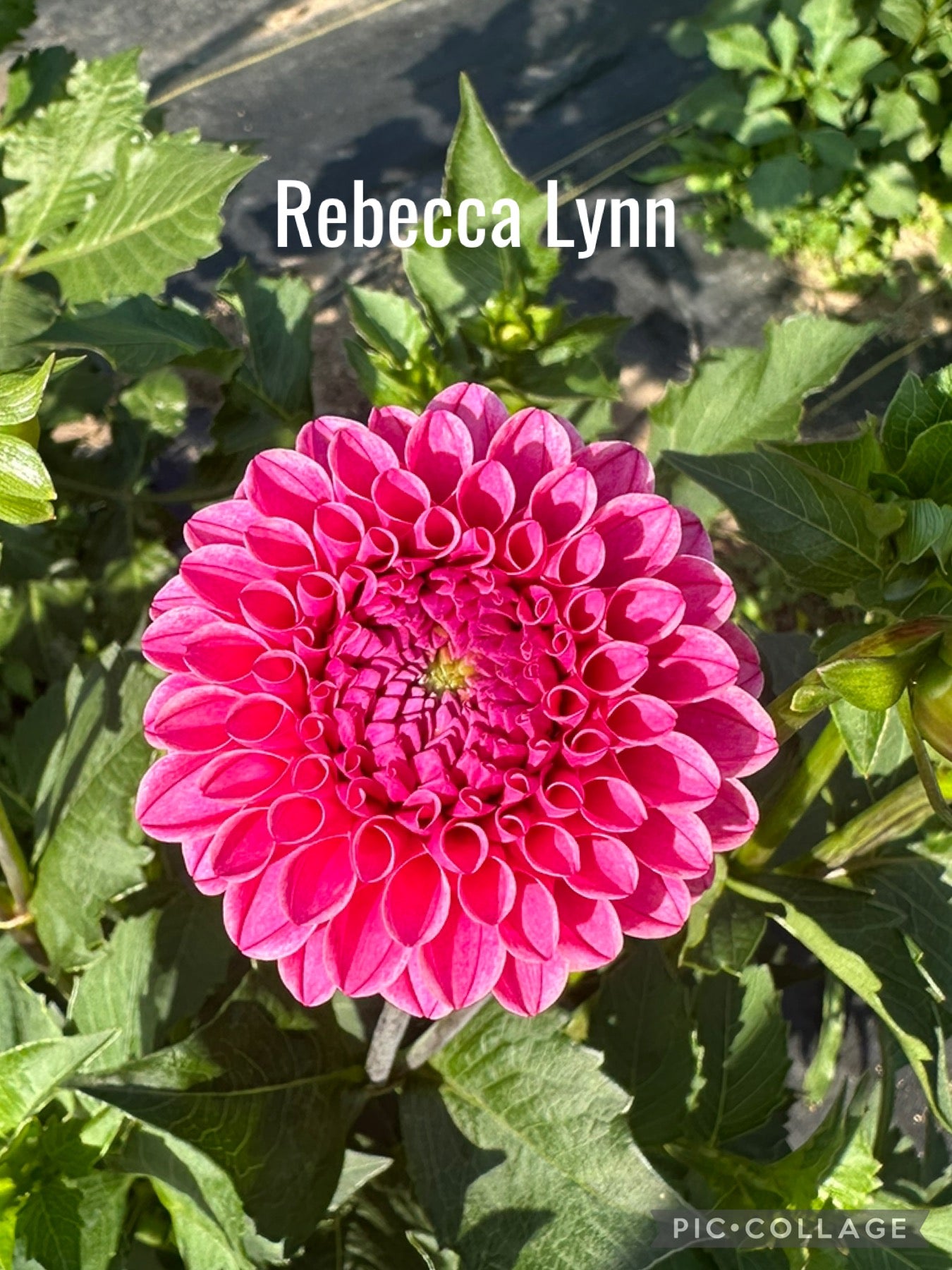 Rebecca Lynn Dahlia Tuber
