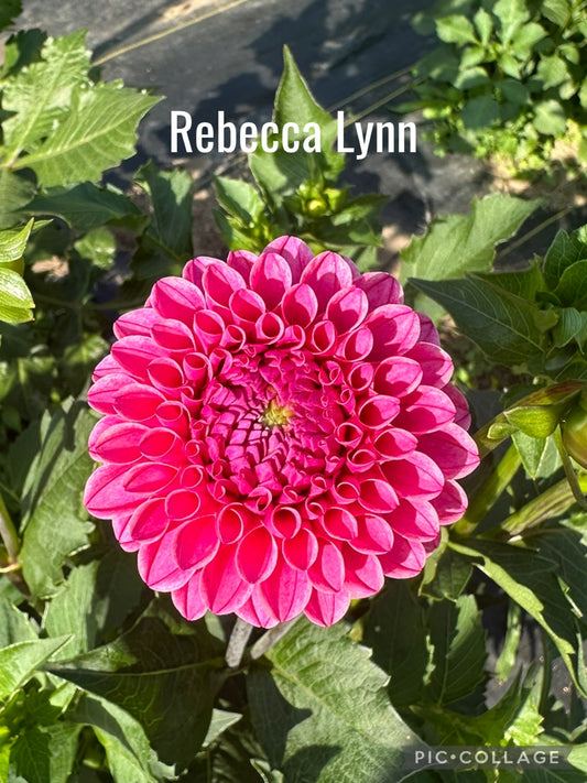 Rebecca Lynn Dahlia Tuber