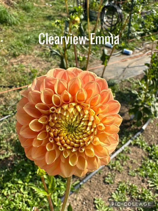 Clearview Emma Dahlia Tuber