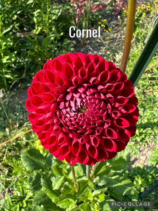 Cornel Dahlia Tuber