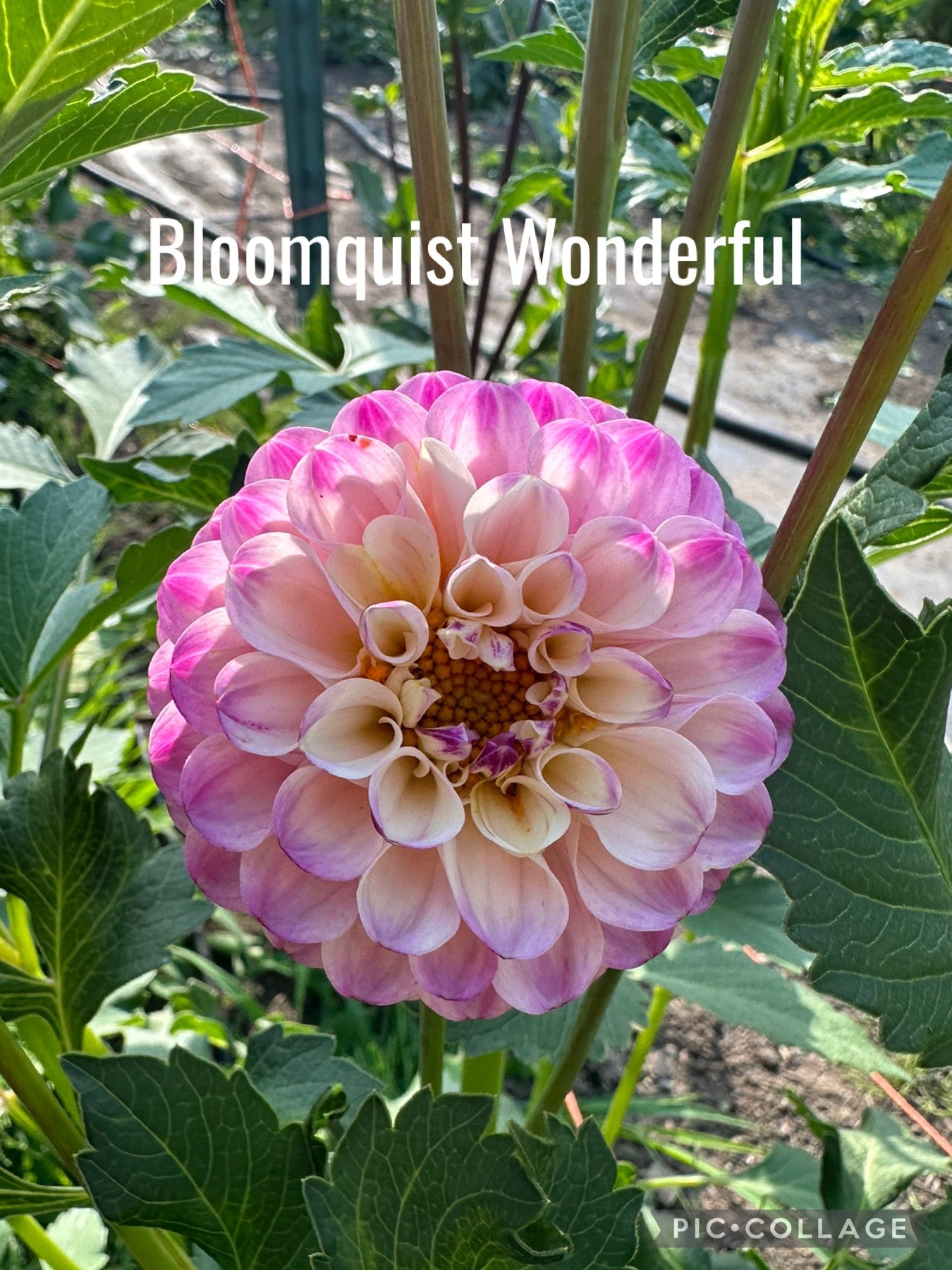 Bloomquist Wonderful