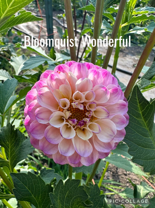 Bloomquist Wonderful