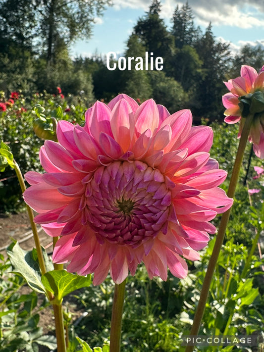 Coralie Dahlia Tuber