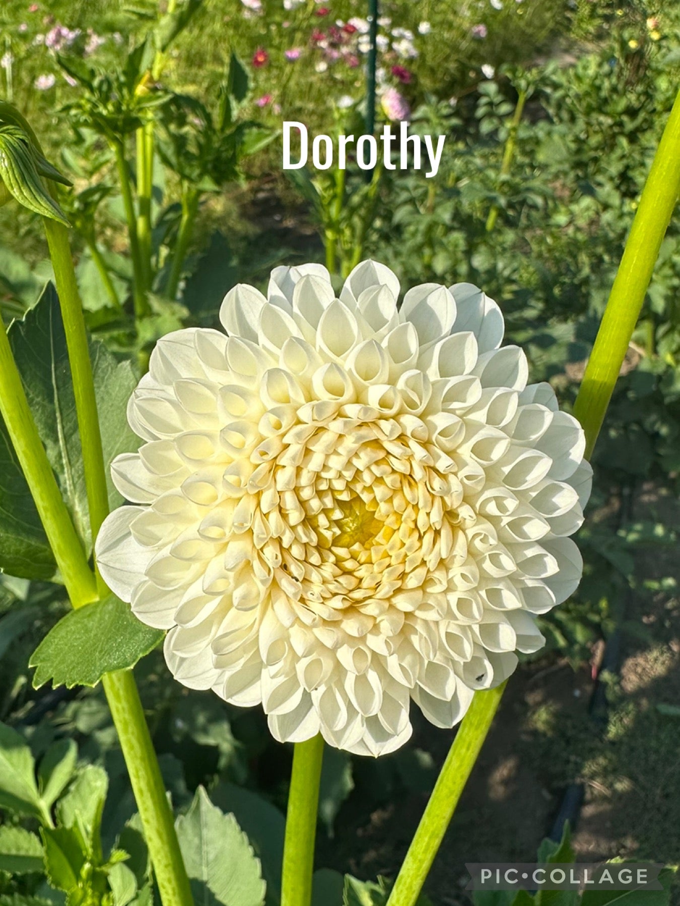 Dorothy R Dahlia Tuber