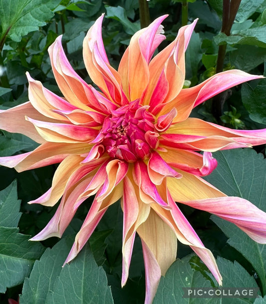 Labyrinth Dahlia Tuber