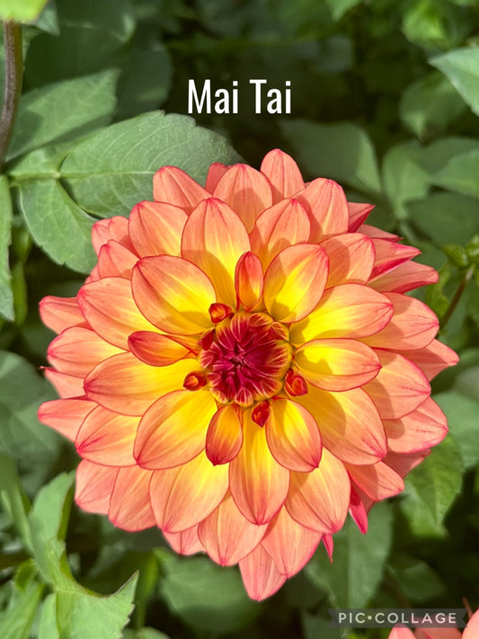 Mai Tai Dahlia Tuber