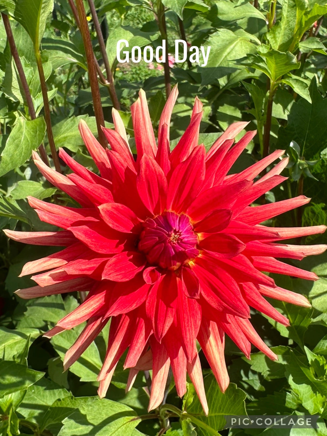 Good Day Dahlia Tuber