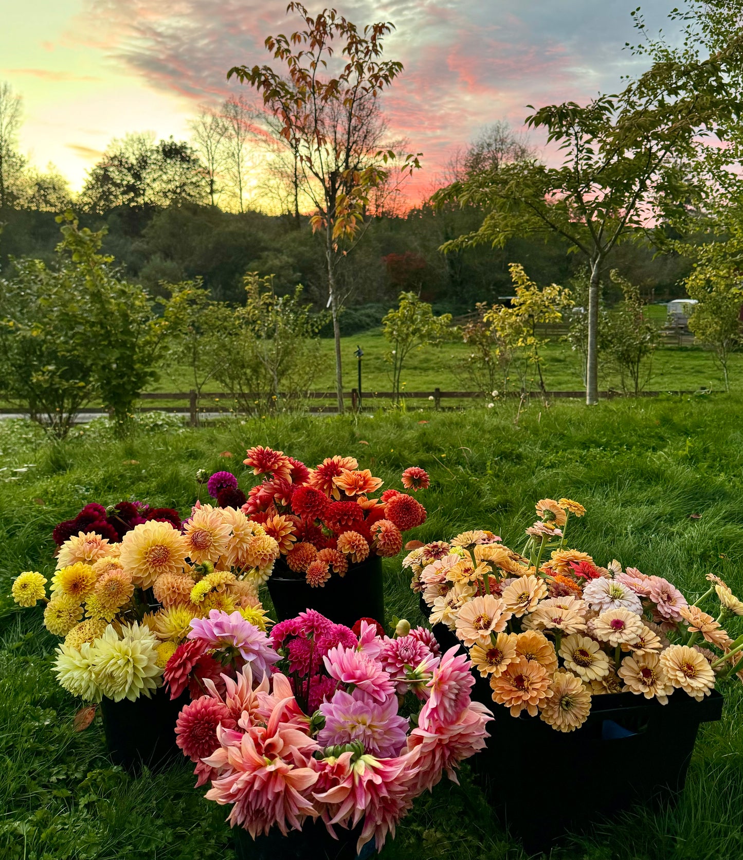 2025 Summer Flower Subscription (5 Bouquets Delivered)