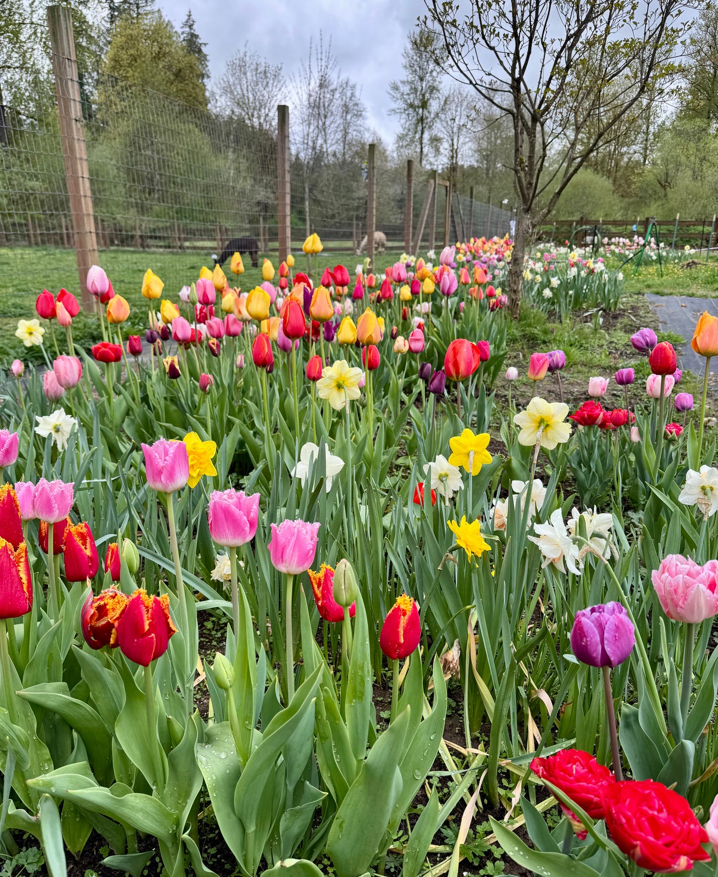 2026 Spring Flower Subscription (4 Bouquets) Delivered + Christmas Gift Pack (Limited Time)