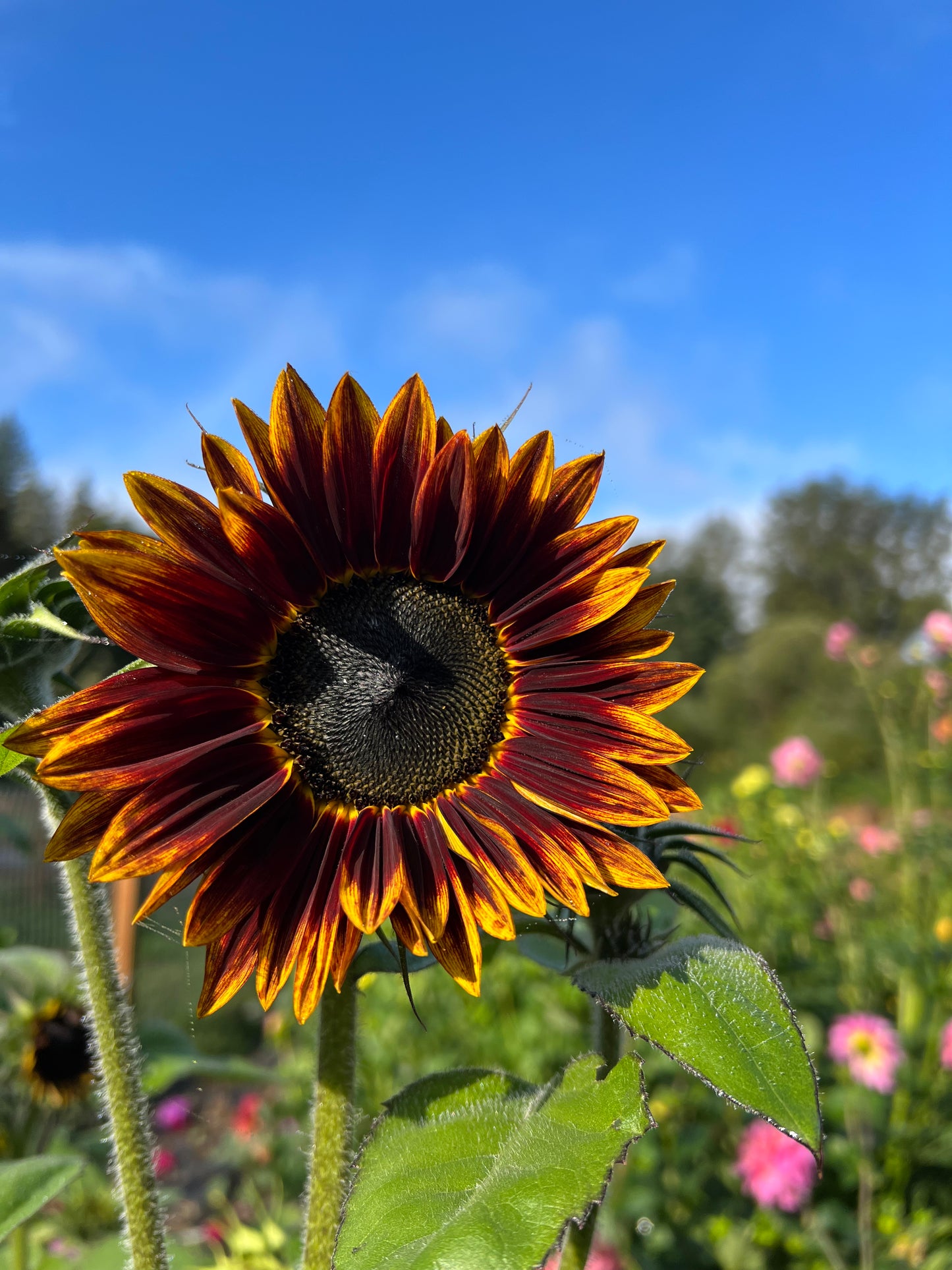 Sunflower Bunch Big Blooms