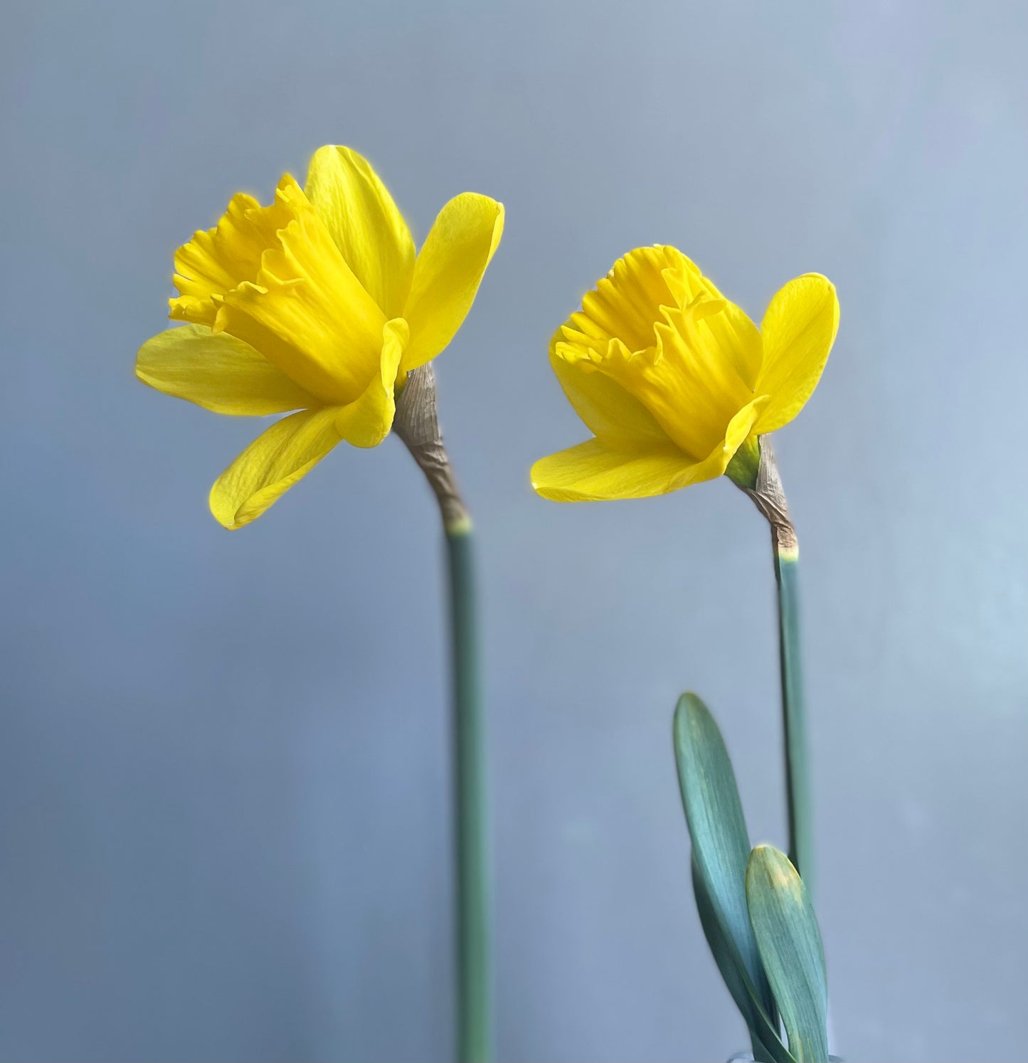 Spring Flower Bouquet in Issaquah (Farm Stand Pickup Only)