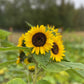 Sunflower Bunch Big Blooms