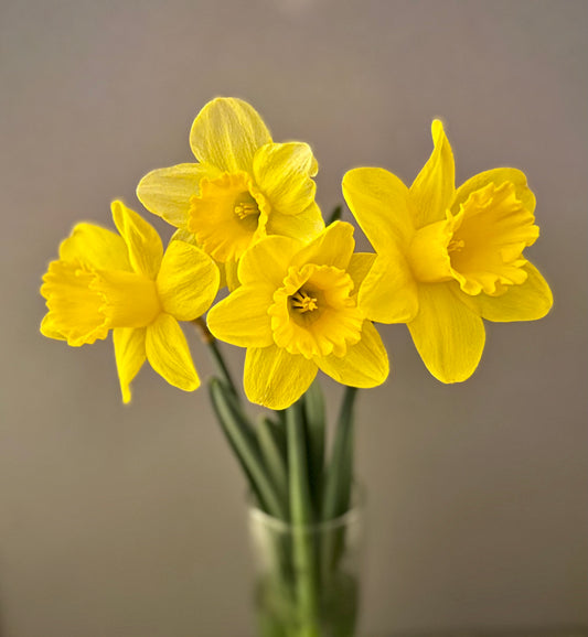 Spring Daffodil Bunch