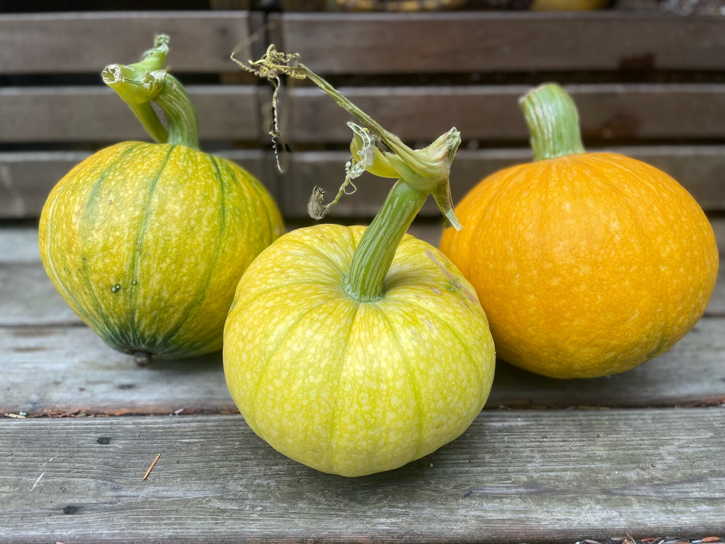 Backyard Farm Grown Large Decorative Pumpkin